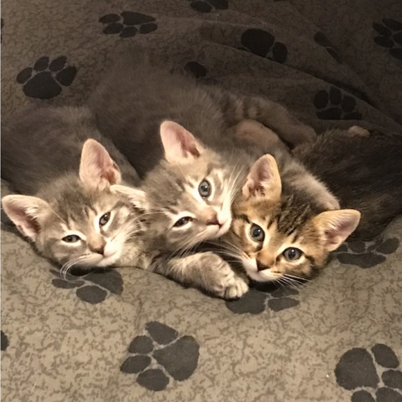 Mickey Mouse scarecrow, battery operated. Vintage like new condition - Picture 6 of 17